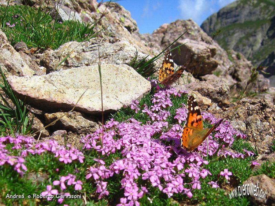 05 Farfalle sui fiori, pizzo dei Tre Signori.jpg